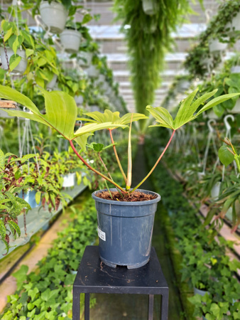 PHILODENDRON FLORIDA GHOST P19