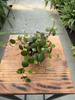 PEPEROMIA PEPPERSPOT P6