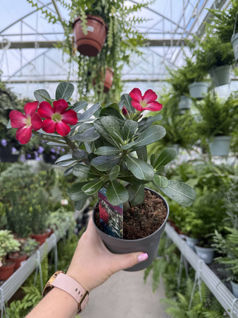 ADENIUM OBESUM RED P13