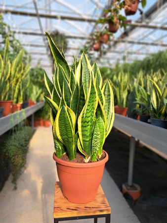 SANSEVIERIA FUTURA SUPERBA P23