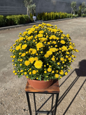 CHRYZANTEMA DROBNOKIATOWA ŻÓŁTA