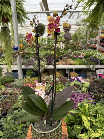PHALENOPSIS LIMITED 53 P12