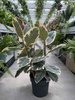 FICUS ELASTICA TINAKE P27