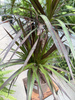 DRACENA MARGINATA MAGENTA P17
