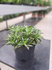 KALANCHOE MILLIONS TUBI P12