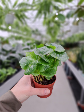 COFFEA ARABICA P7