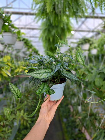 MONSTERA SILTEPECANA P12