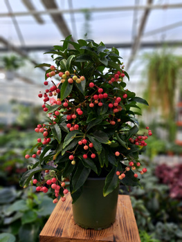 ARDISIA CZERWONA P14