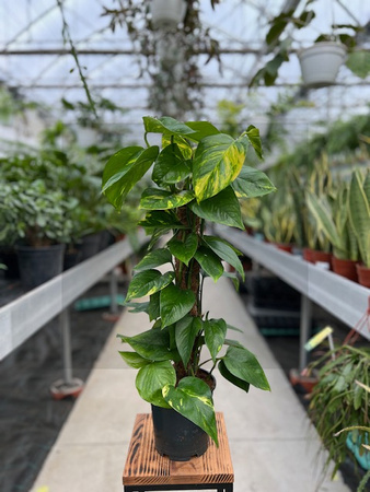 EPIPREMNUM AUREUM PAL P15  H50