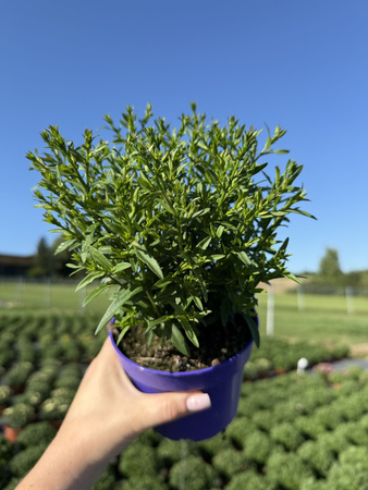 ASTER NOWOBELGIJSKI HENRY PURPLE P13 FIOLETOWY CIEMNY, PEŁNY