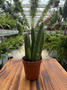 STAPELIA LEENDERTZIAE P5,5