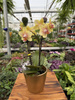 PHALENOPSIS INDY OPTIFRIEND MINI P7
