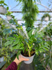 MONSTERA MINIMA P13