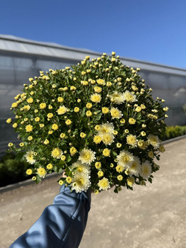 CHRYZANTEMA DROBNOKWIATOWA BIAŁA