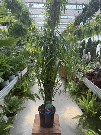 PAPIRUS - CYPERUS P14
