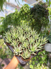 ALOE HUMILIS P5,5