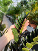 ZAMIOCULCAS SUPERNOVA P21