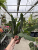EPIPHYLLUM SARAH COURANT P15