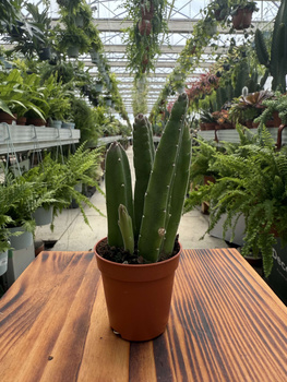 STAPELIA LEENDERTZIAE P5,5