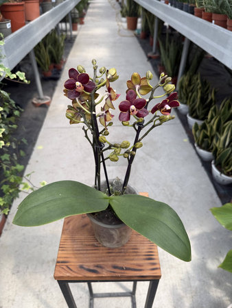 PHALENOPSIS LIMITED 48 P12