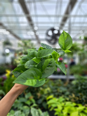 EPIPREMNUM GLOBAL GREEN P13