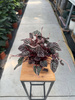 PEPEROMIA CAPERATA ROSEBURGUNDER P11