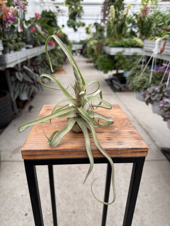 TILLANDSIA STREPTOPHYLLA P8