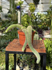 CACTUS HILDEWINTERA P11