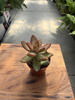 SEDUM ADOLPHII P5,5