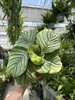CALATHEA ORBIFOLIA P13
