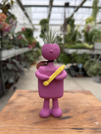 TILLANDSIA SCHOOL KIDS P1