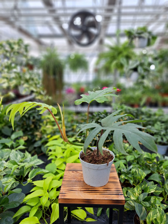 PHILODENDRON MAYOI P12