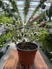 FICUS FIO00350 P12