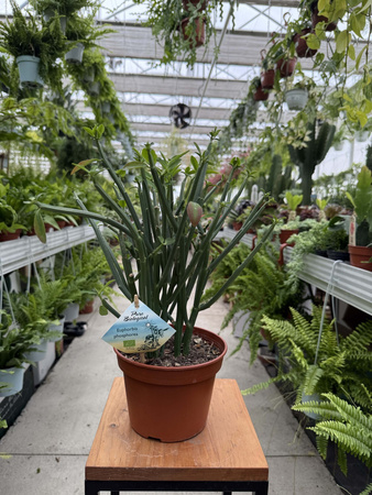 EUPHORBIA PHOSPHOREA P15