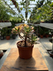 AEONIUM SWEET TEA P10