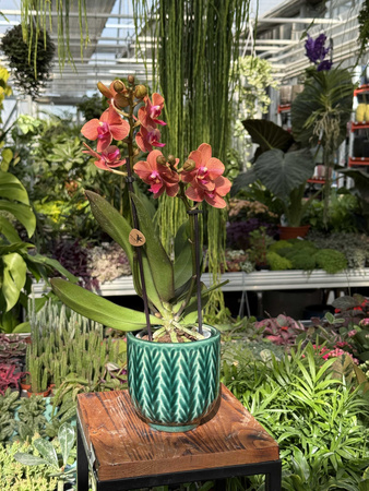 PHALENOPSIS ANTHURA BOLZANO P9