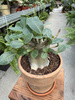 ADENIUM ANSU BAOBAB P17