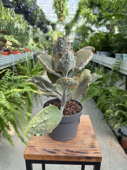 KALANCHOE BEHARENSIS P13