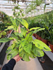 CALATHEA FUSION YELLOW P12