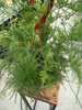 ASPARAGUS PLUMOSUS P17