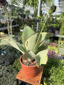 KALANCHOE SYNSEPALA P17