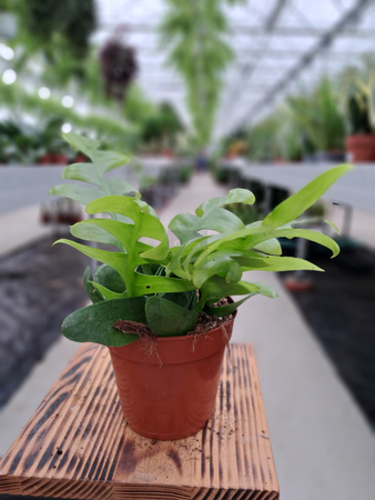 EPIPHYLLUM CHRYSOCARDIUM P12