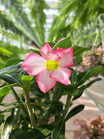 ADENIUM PINK STAR P13