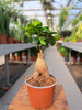 FICUS GINSENG P12