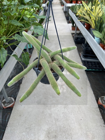 CACTUS HIDEWINTERA P14