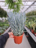 SENECIO MOUNT EVEREST P17
