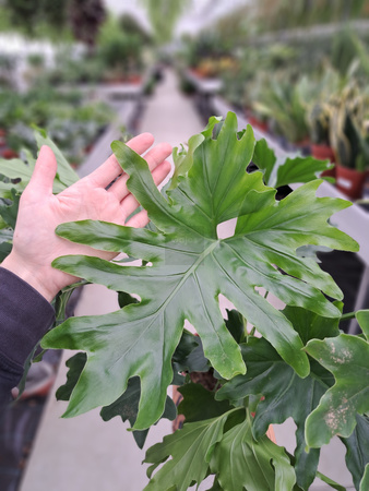 PHILODENDRON LITTLE HOPE P19