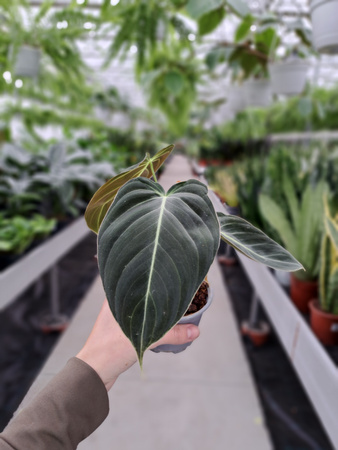 PHILODENDRON MELANOCHRYSUM P9