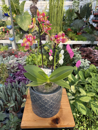 PHALENOPSIS LIMITED 11 P12