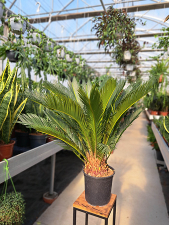CYCAS P21